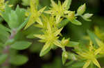 Yellow stonecrop